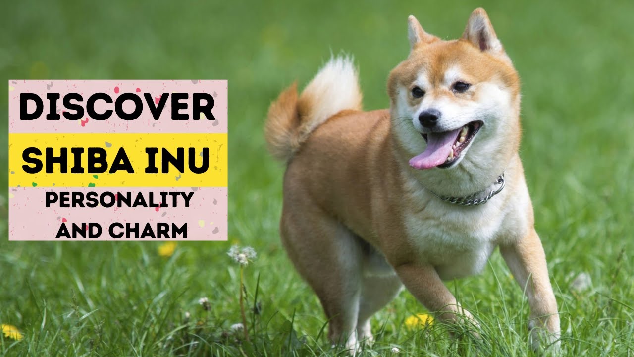 Discover Shiba Inu  Personality and Charm