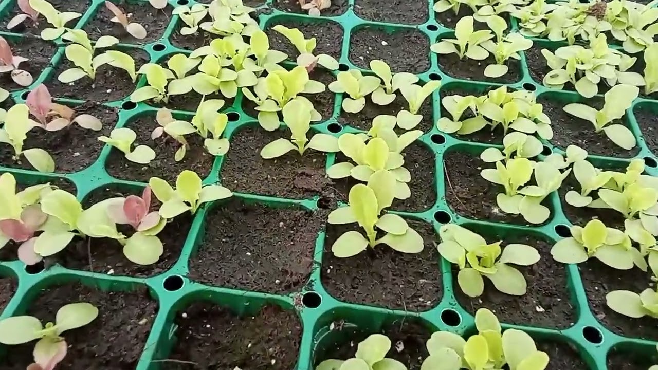 On sème, on plante au jardin naturel