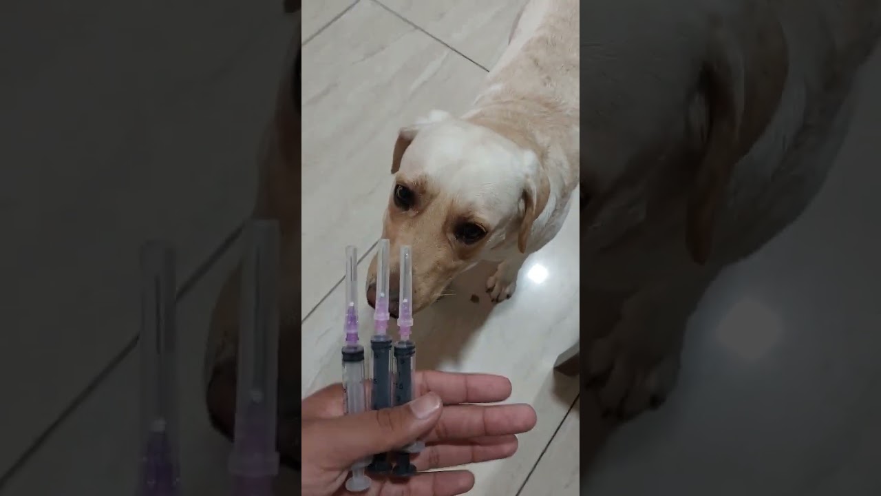 SHE WAS GIVEN 3 INJECTIONS BY HER DOCTOR!!!!!!   #injection #syringe #dog #vet #labrador #cute