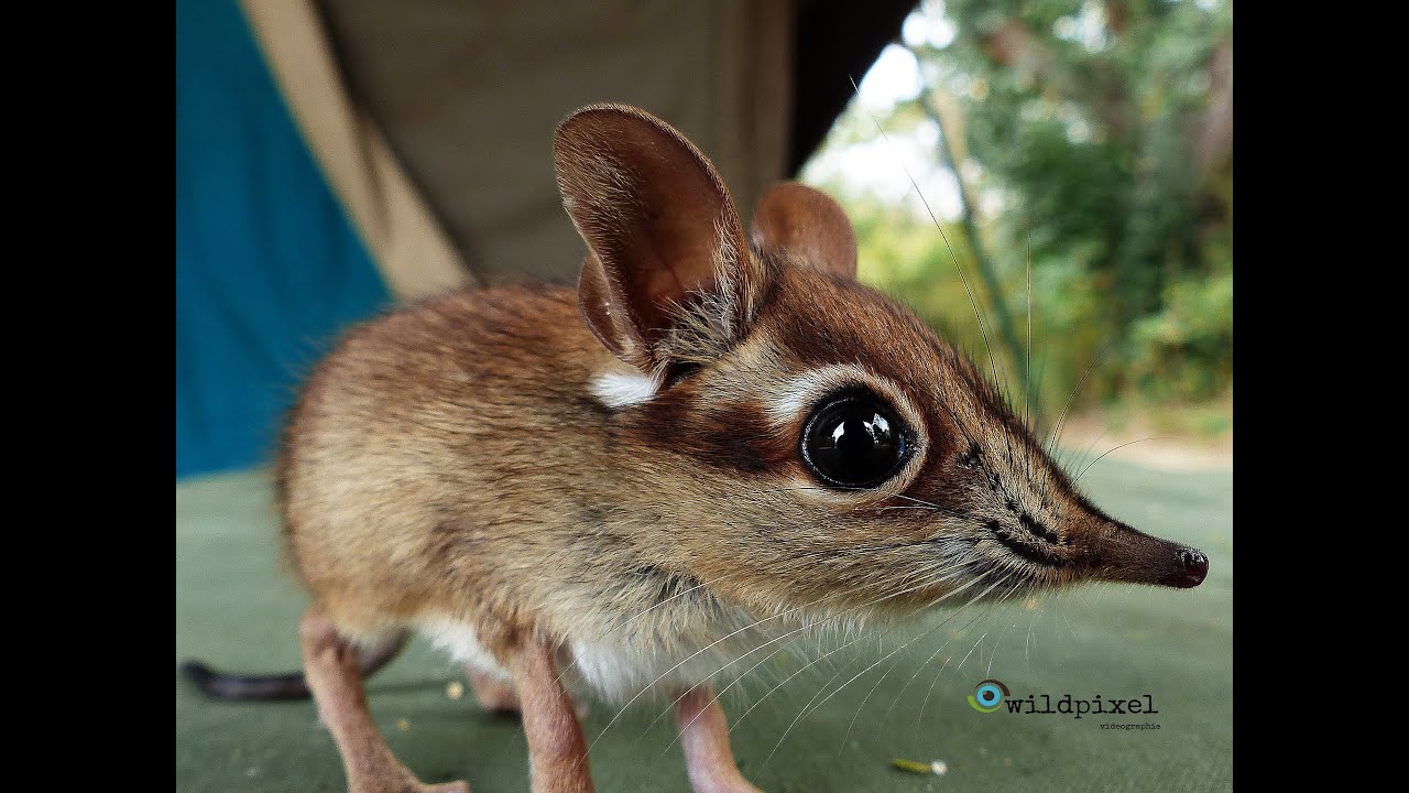 Little Elephant Shrew looking for big adventure