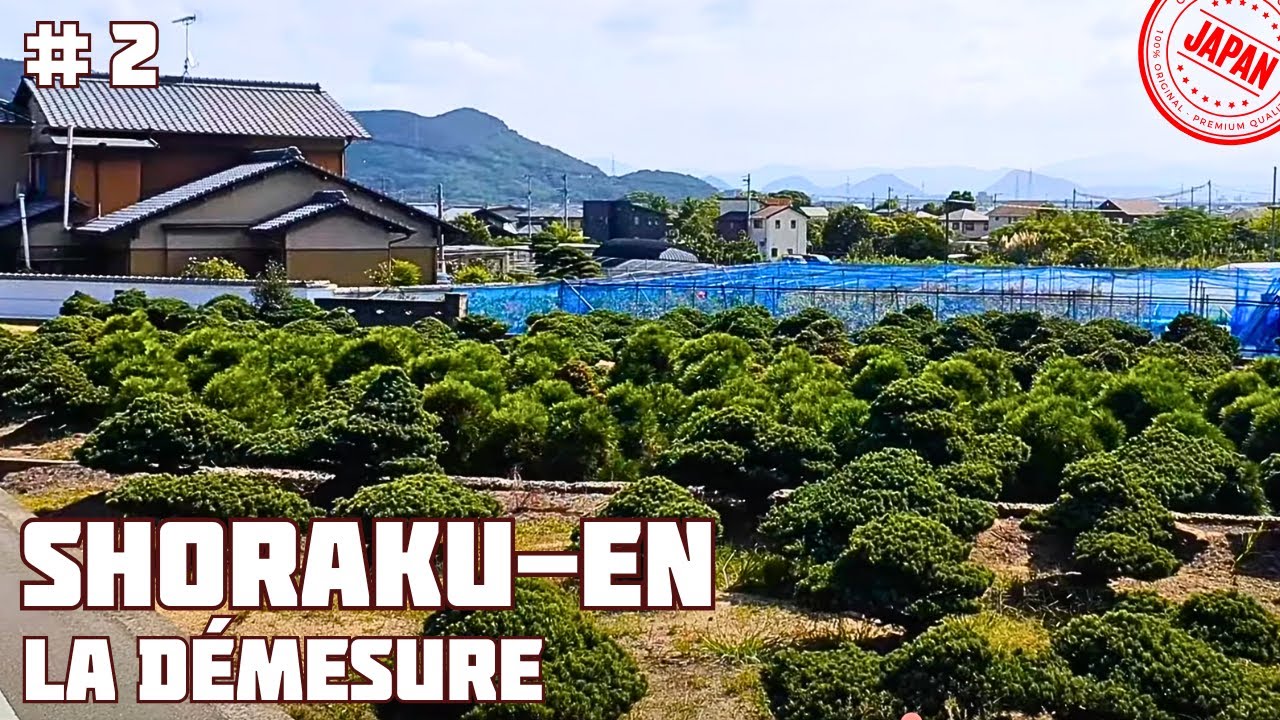 SHORAKU-EN la pépinière de la démesure! 株式会社小西松楽園 - Partie 2- 🌱 NEJIKAN BONSAI 🌱