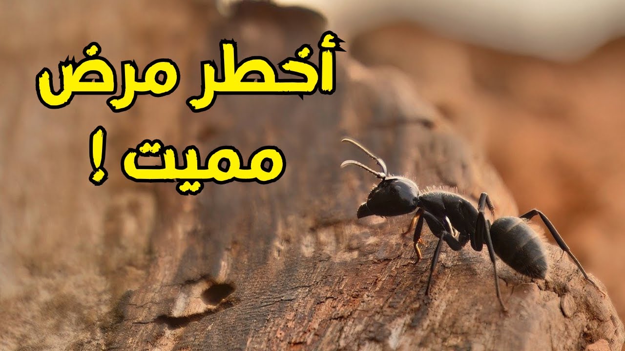 أخطر مرض معدي انتشر بالنمل #35