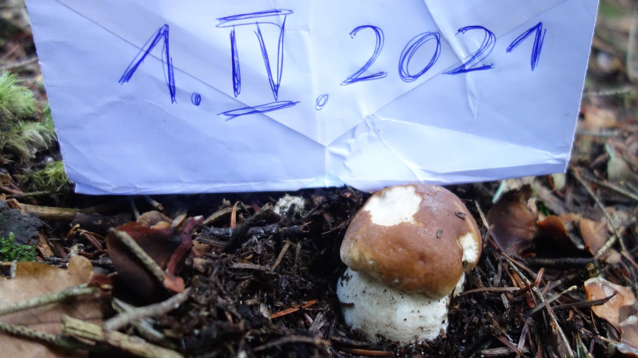 PRAWDZIWEK W KWIETNIU! (1.04.2021)