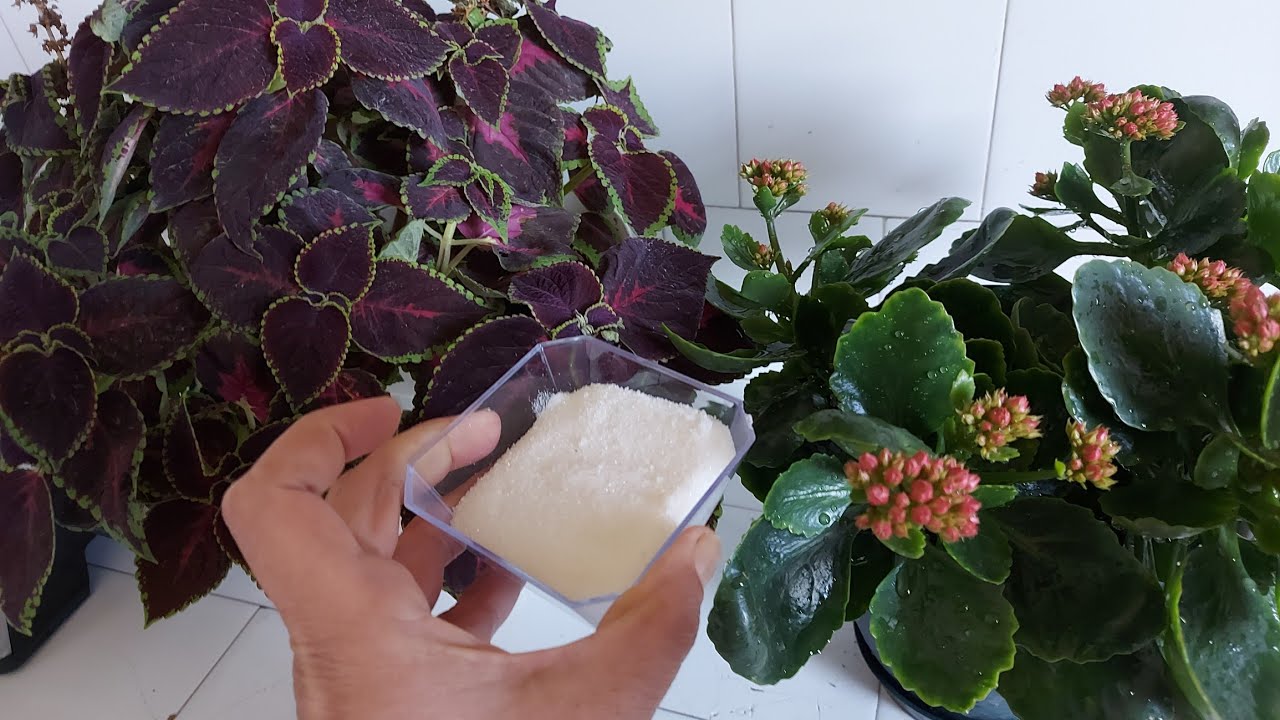 Çiçeklerime Biraz Döküyorum Aniden Tomurcuk Yeni Dallar Çıkarıyor Çiçek Coşturan Bakımı 