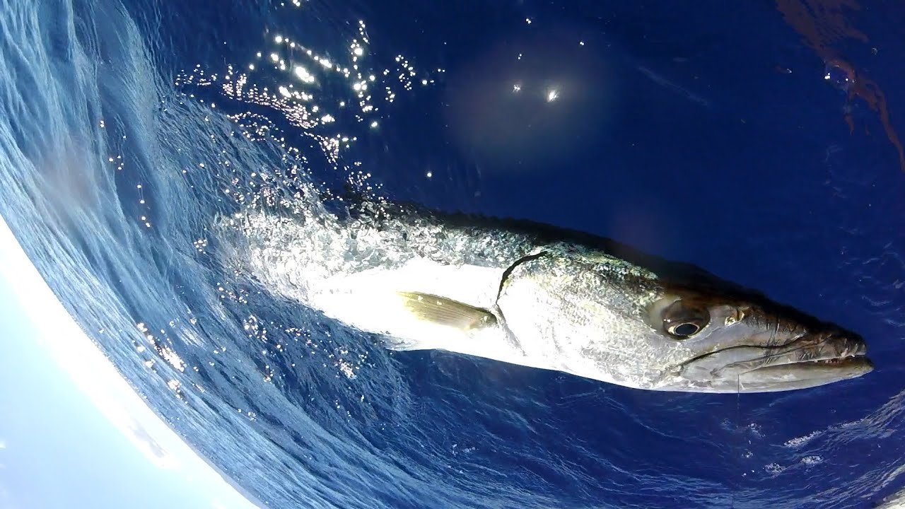Catch and Release Big Kaku!!! 12/1/24