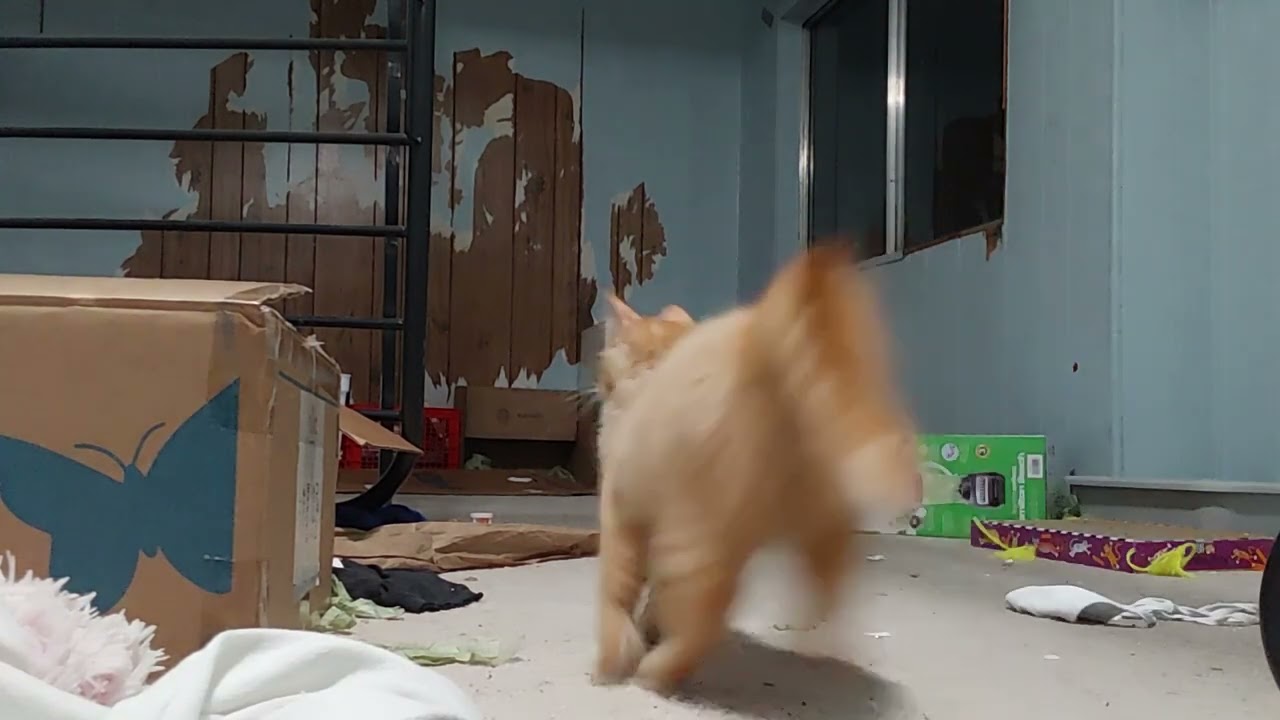 Unsupervised  cats at 3am