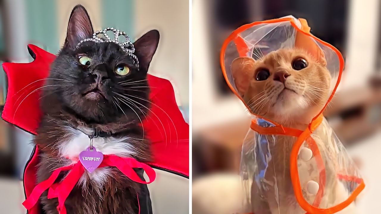 These Cats Are Comedy Gold