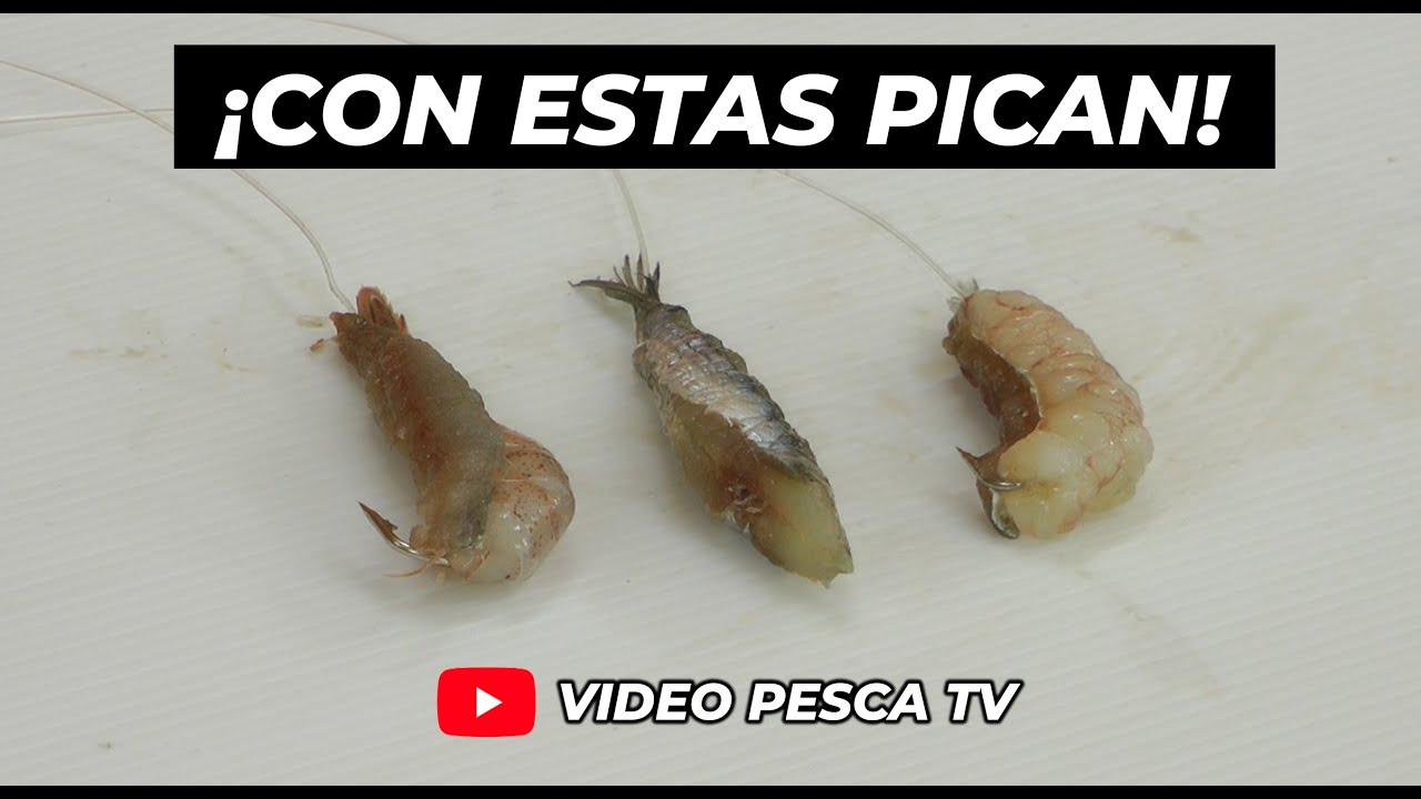 ¡CON ESTAS PICAN! - CARNADAS PARA VARIADA DE MAR