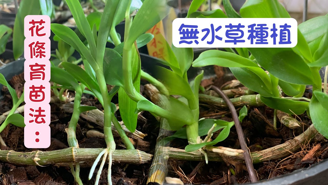 ＃蘭花枝條育苗法