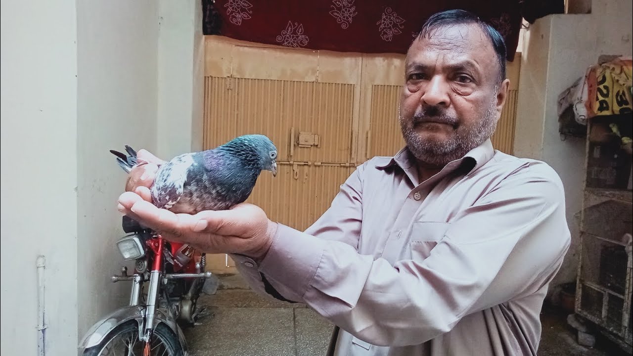 ایک جوڑے کا شو کروایا
