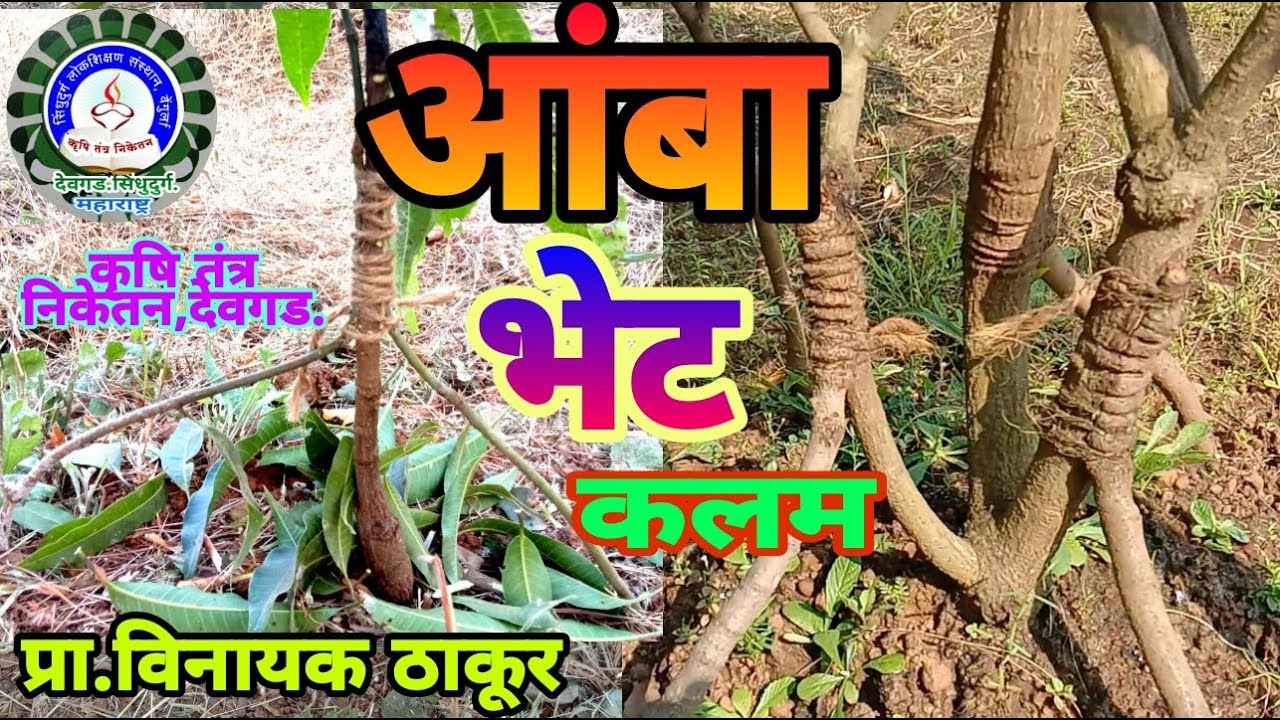 आंबा भेट कलम/Mango Sapodilla Tree Grafting / Aamba Bhet Kalam
