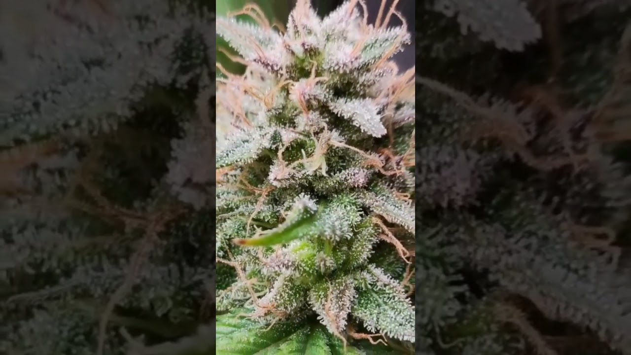 Frost Queen #fyp