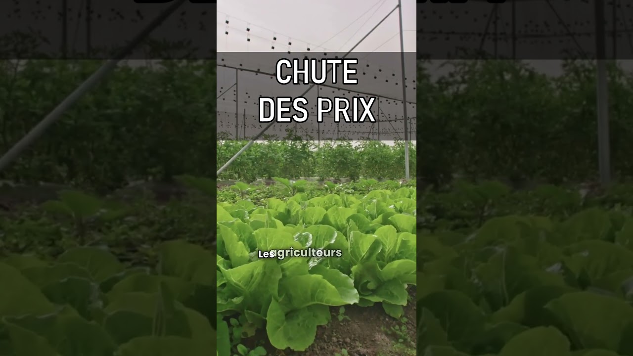 CHUTE DES PRIX #congo  #harvest  #agriculture  #congo
