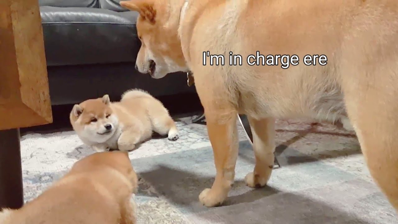 Dad is very strict with his puppies