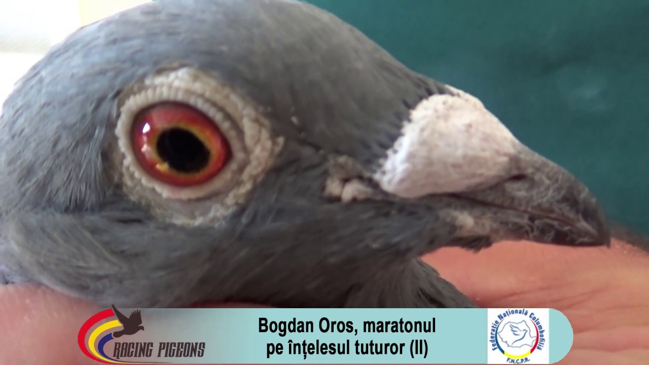 Bogdan Oros, maratonul pe înțelesul tuturor (II)