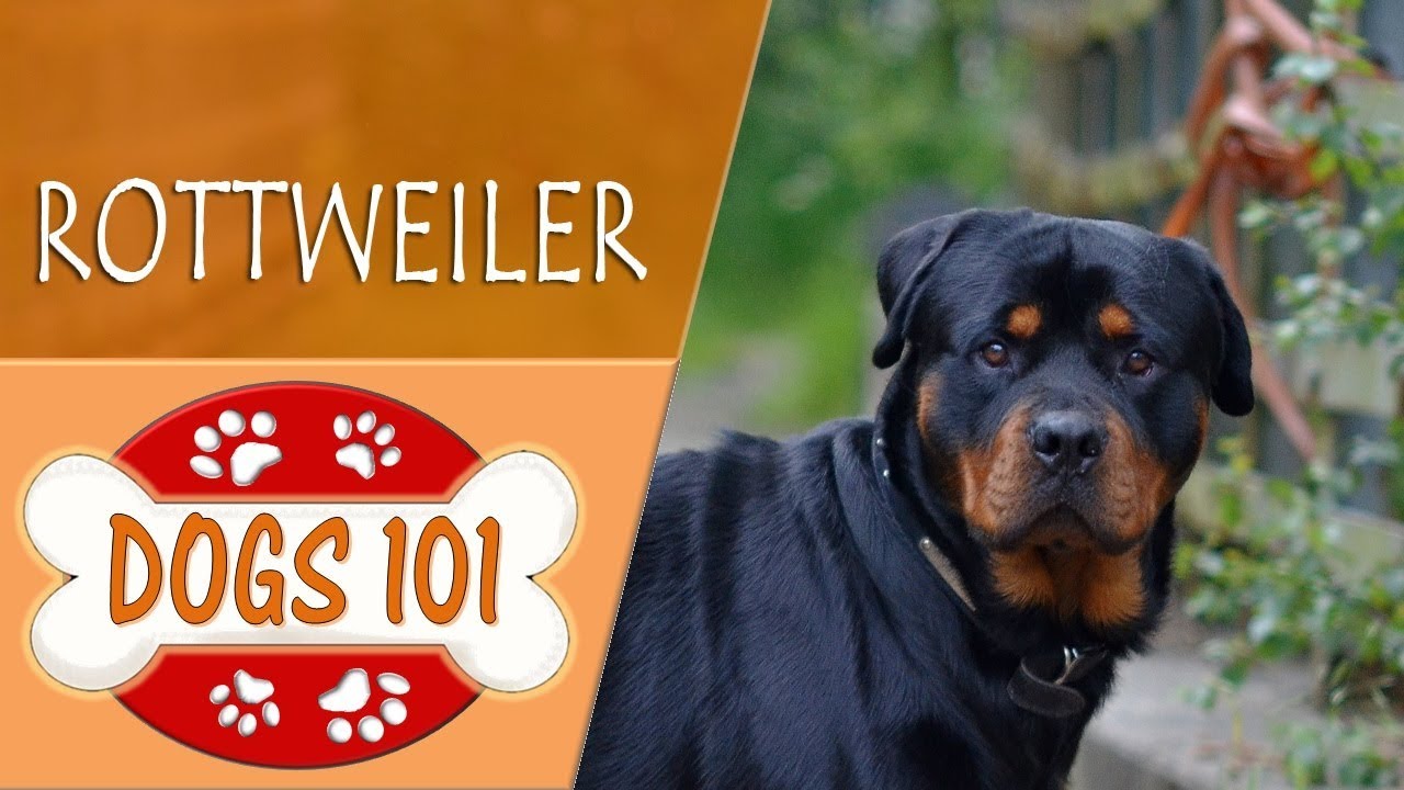 Dogs 101 - ROTTWEILER - Top Dog Facts About the ROTTWEILER
