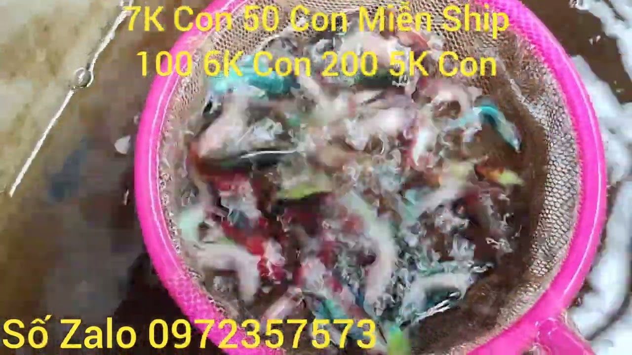 Tiếp tục đợt cá mới anh em ơi