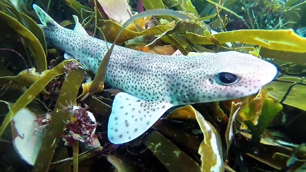 Diving in Falmouth ,Pendennis point ,hole in the wall ,silver steps