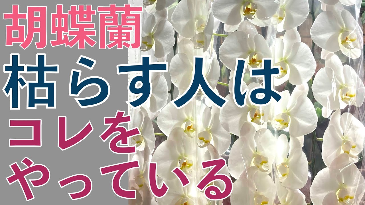 超初心者向け【裏目に出るからやめて下さい】コレをやったら胡蝶蘭は枯れる！
