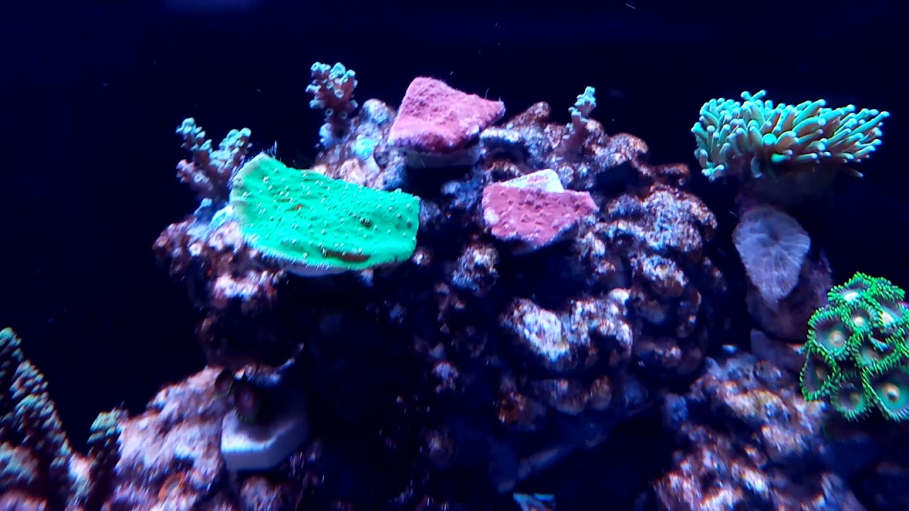 Montipora capricornis