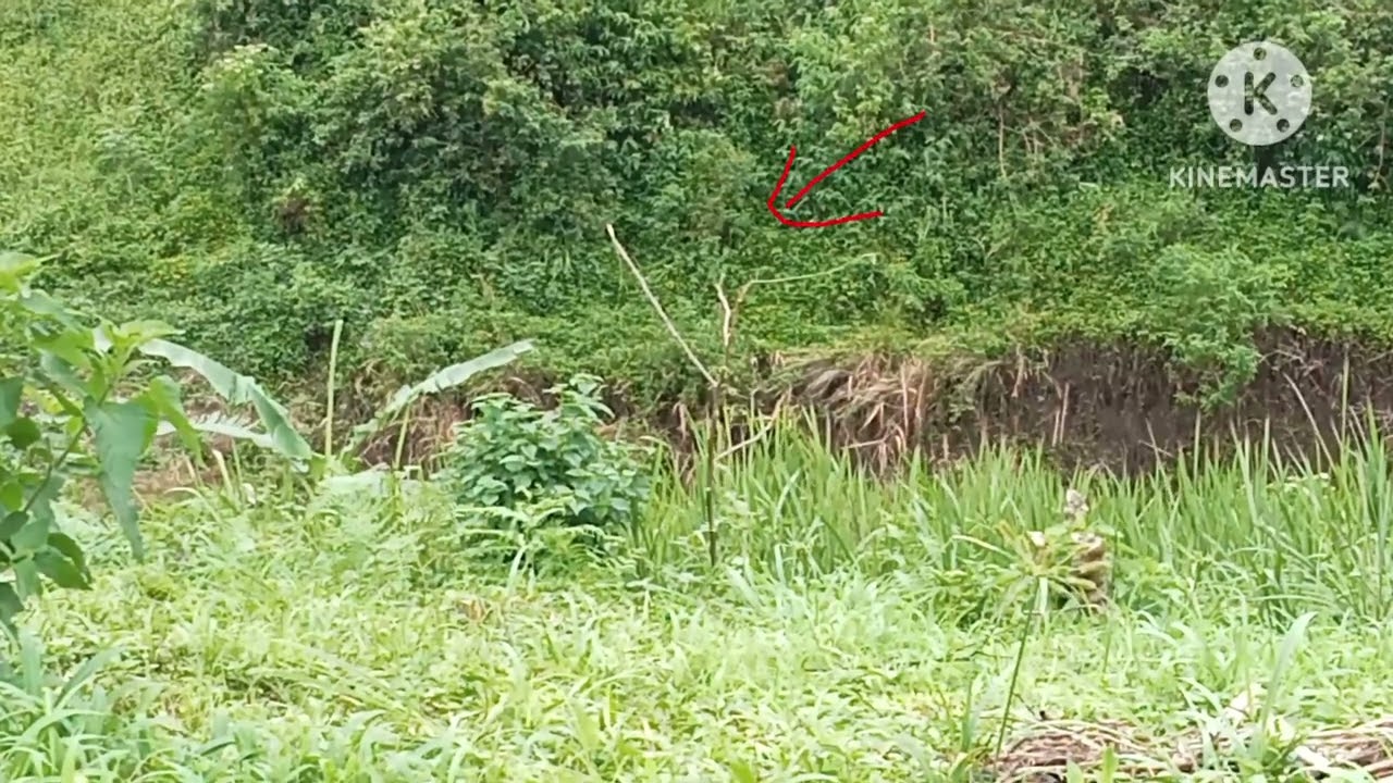 mikat cigun #ciblek gunung dapat  poin mantap