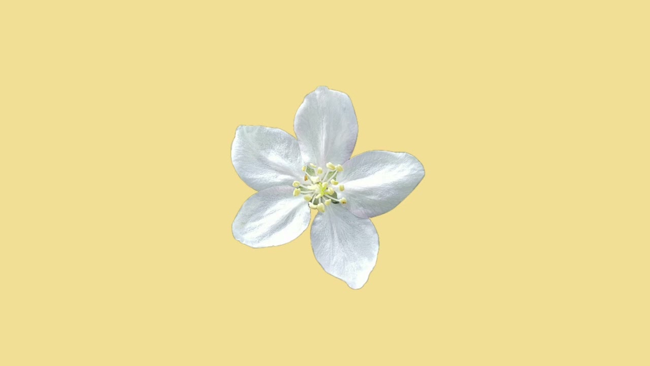 Morning flower - Velvet Night ( No Copyright)