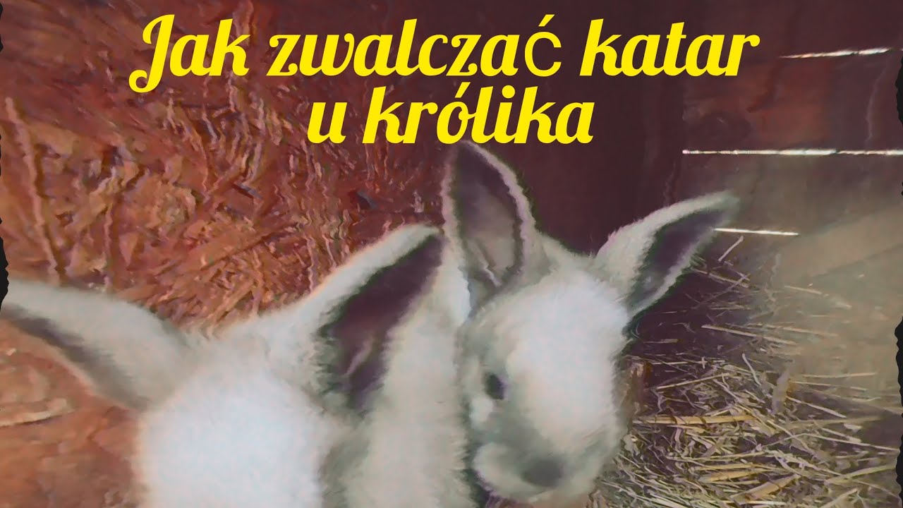 Jak zwalczać katar i choroby dróg oddechowych u królików