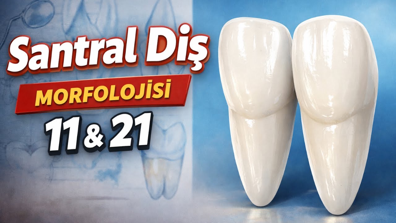 DERS-11 Diş Morfolojisi | Maksiller Santral Diş (11–21) Konu Anlatımı.