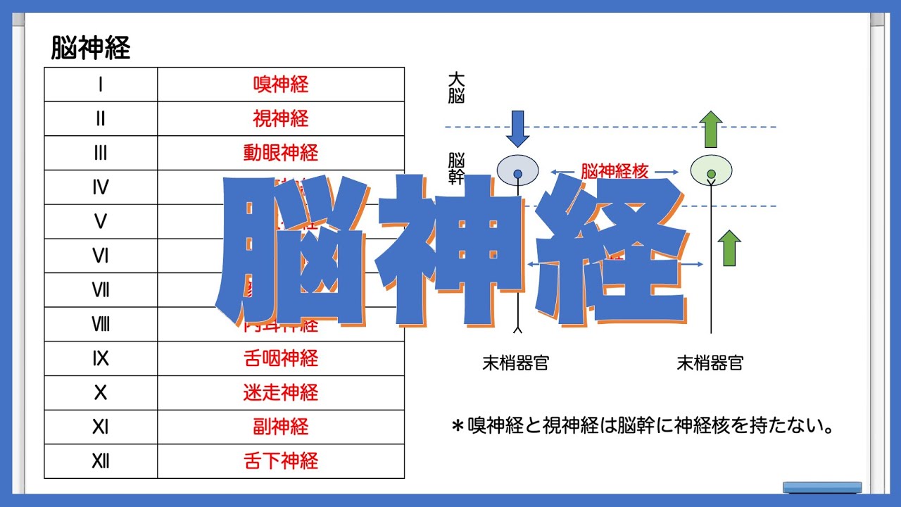 神経を理解する⑤｜脳神経を理解する！