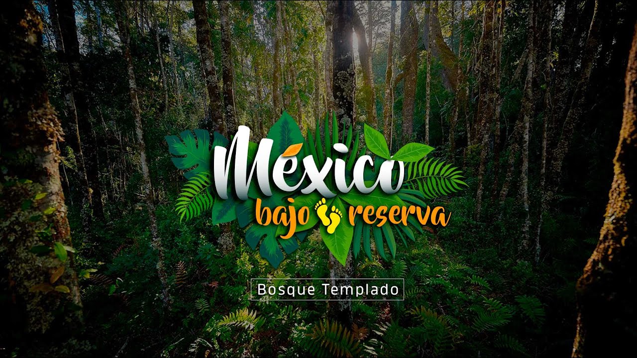 México bajo reserva | Bosque templado