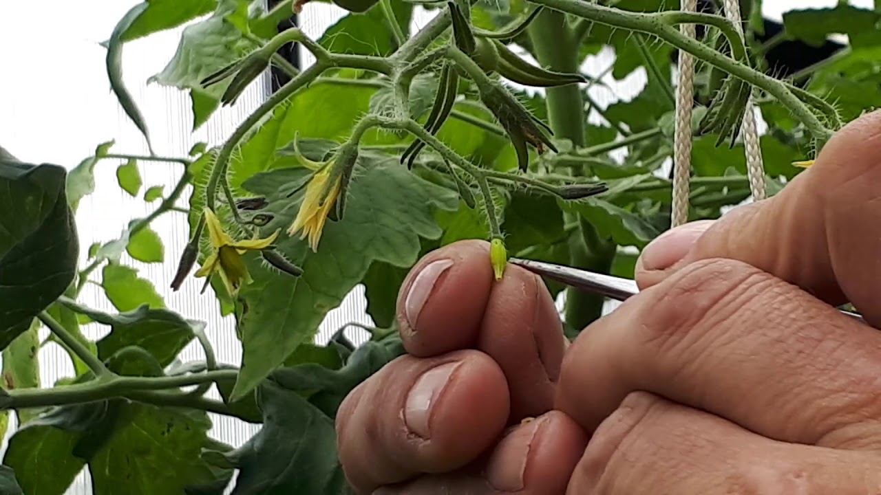 Make your own tomato variety!