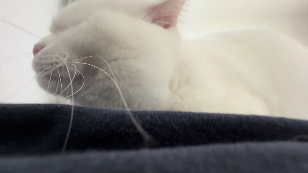 Cat Purring ASMR 🐱🤍 Relaxing Petting Sounds with Niya
