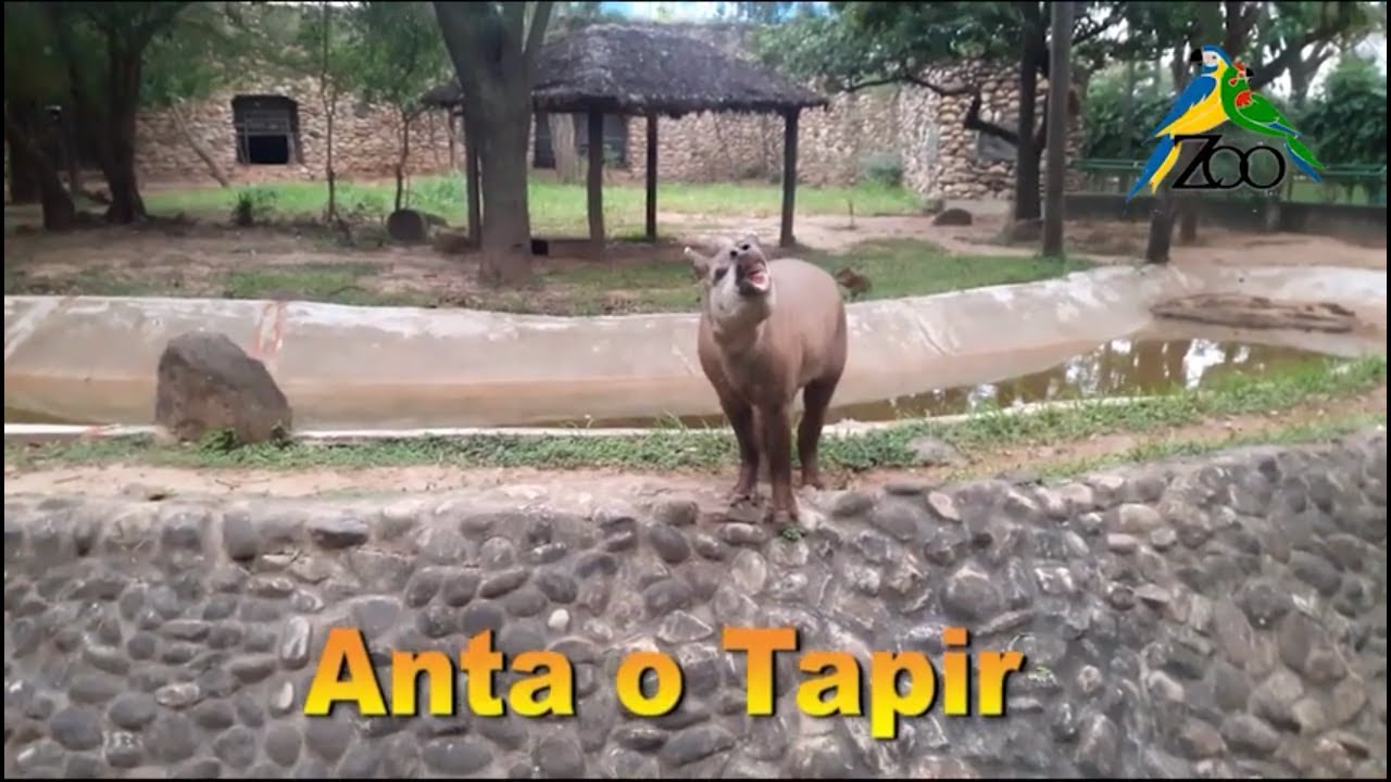 Zoológico de Santa Cruz Bolivia Recorrido turístico
