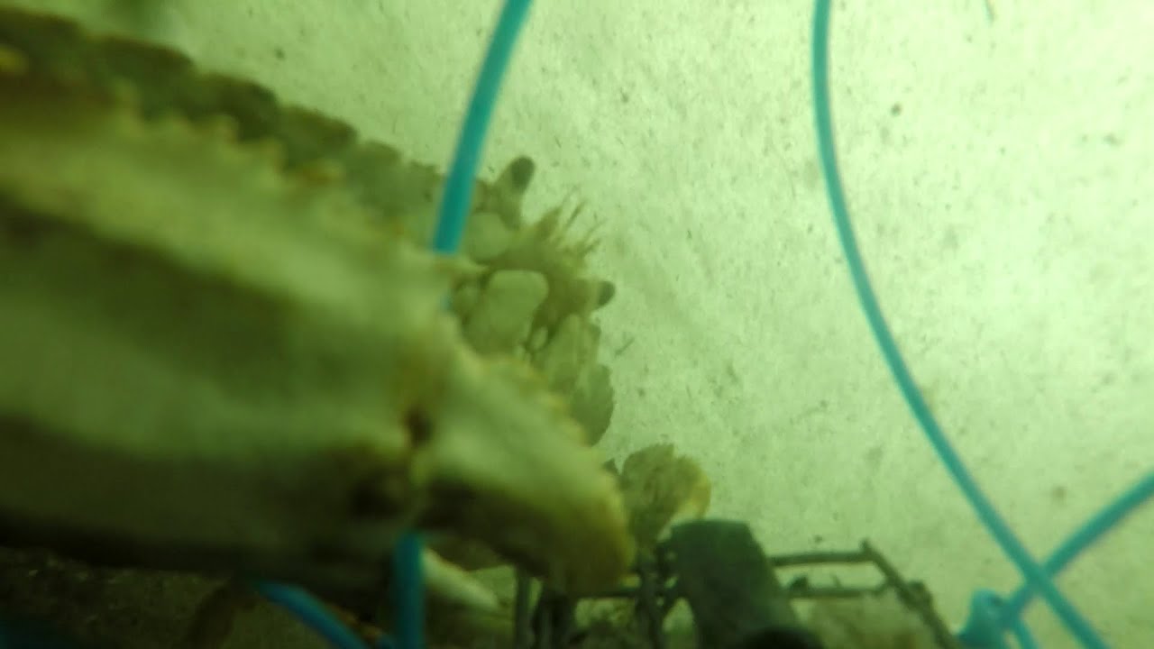 CATCH - Short Dungeness Crab - Underwater Crab Snare Footage | Feb 7, 2025 Cast 3
