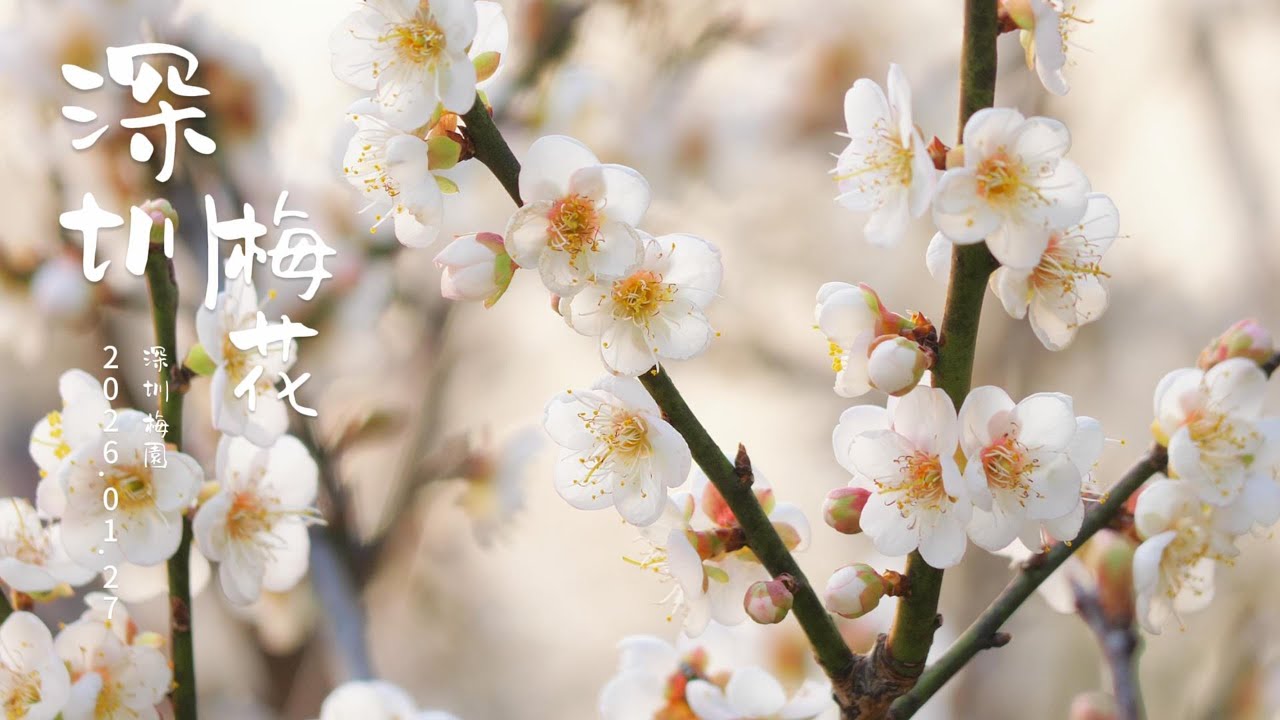 深圳梅花盛開  綠萼梅 潮塘宮粉 桃紅宮粉 4K