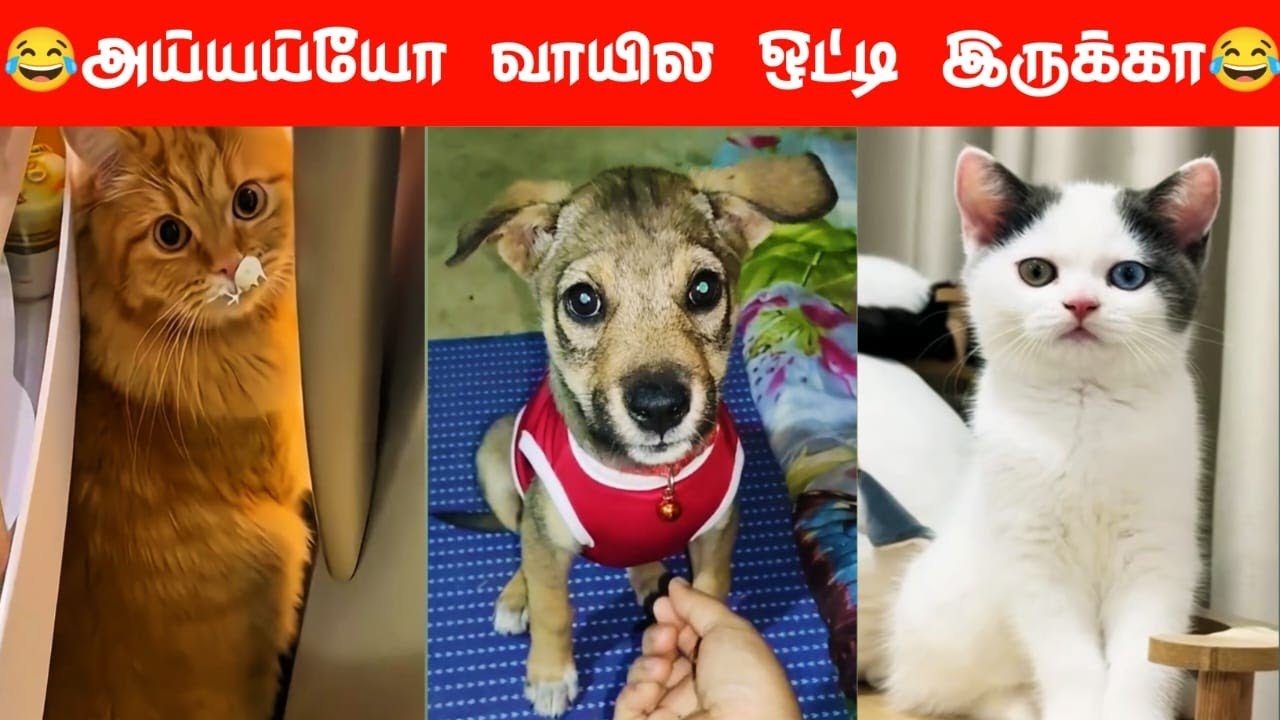 😅🐕😂 இது முடியா இல்ல கொடி ஆ தெரியலையே.....🐕😄😂#viral #trending #comedy #funnyanimalvideos #funnyanimal