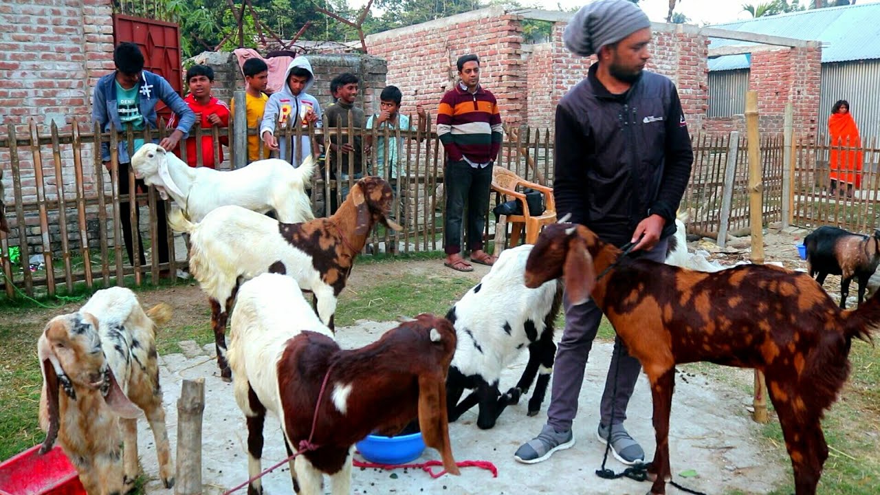 তোতাপুরি হরিয়ানা সহ উন্নত জাতের ছাগল কোথায় পাবেন | ছাগল পালন ও পরিচর্চা সম্পর্কে তথ্য | Tusher Vlogs