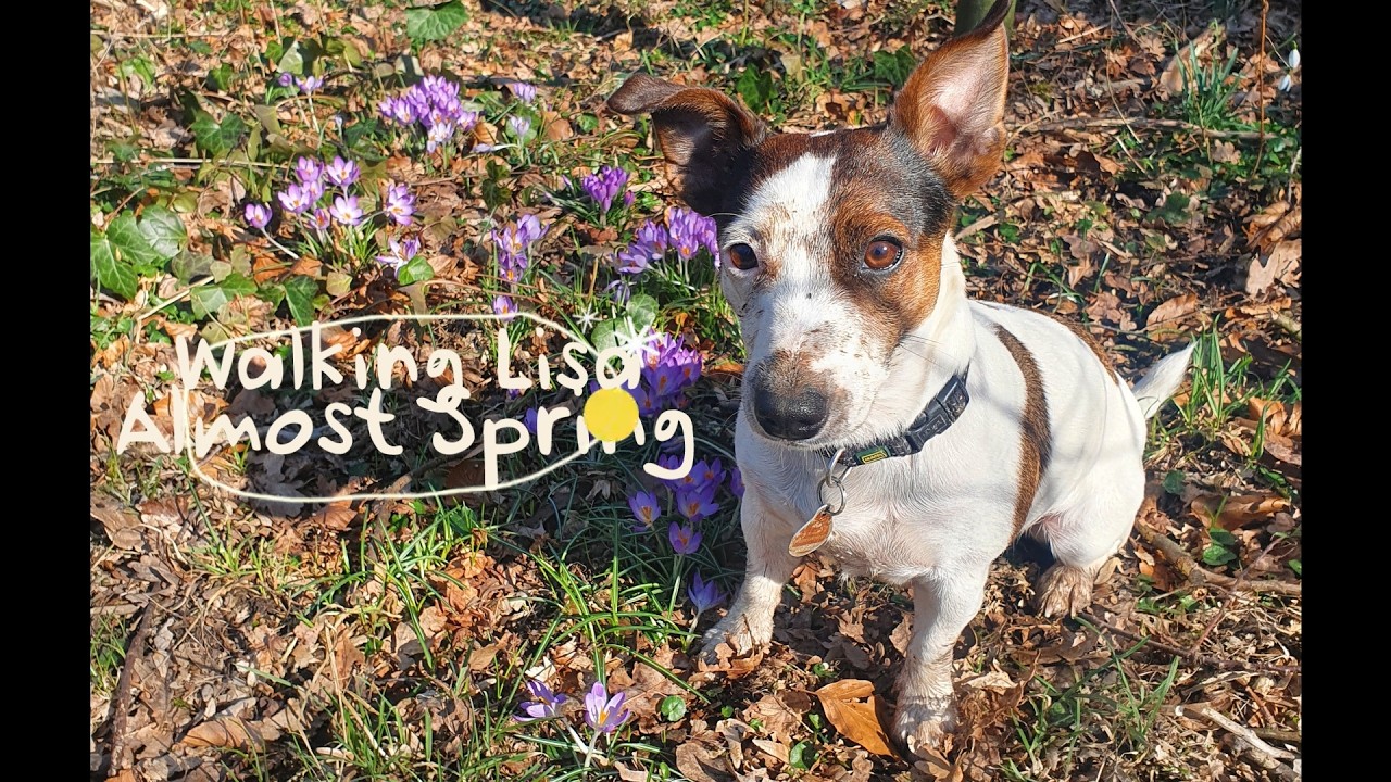 Walking Lisa - Almost Spring