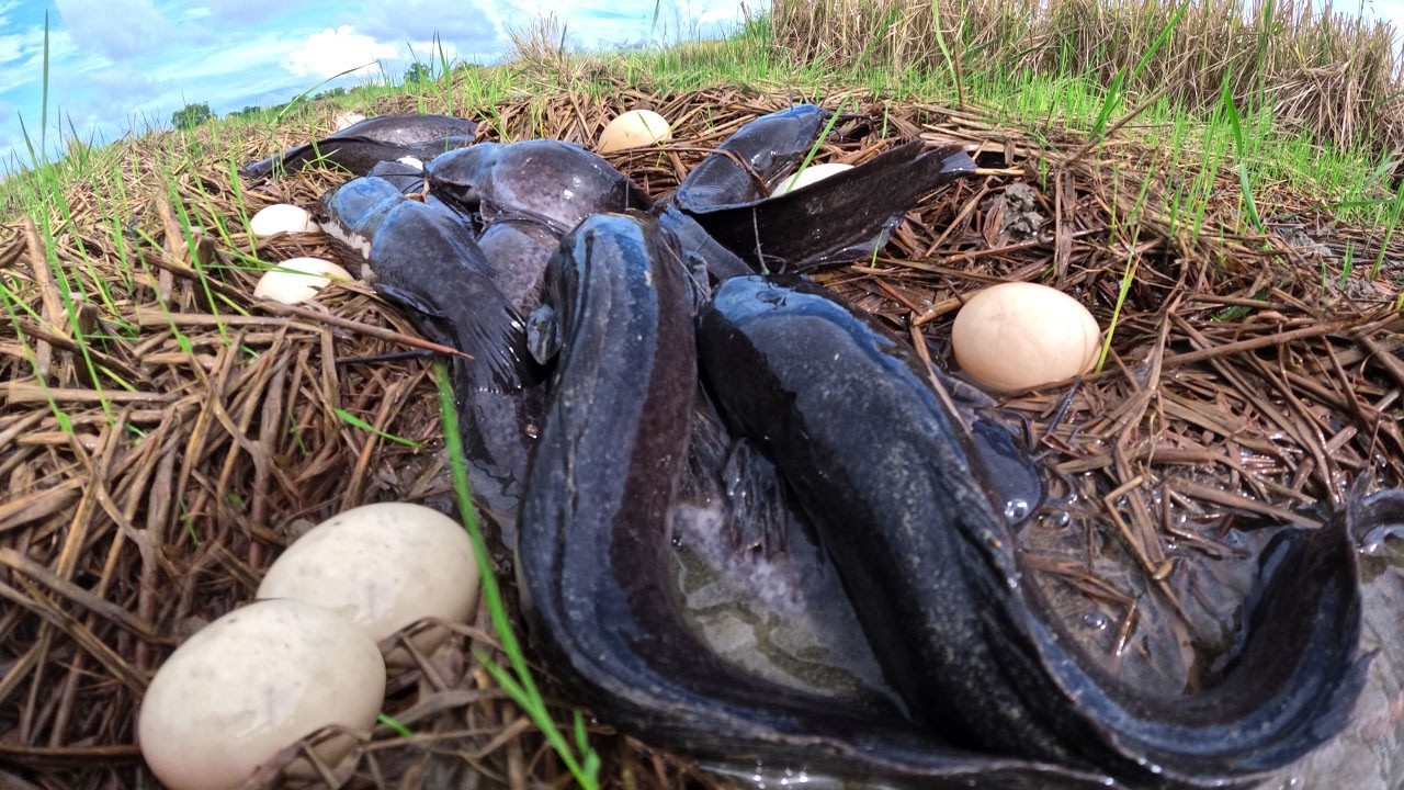Wow Top Skills Fishing - A lot of fish & eggs in mud at rice field fisherman catch a lot of by hand