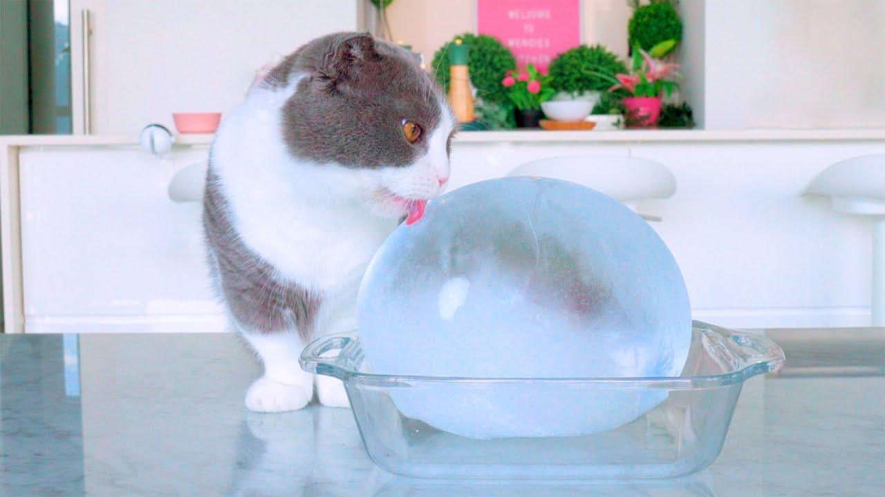 Do Cats Like Giant Ice Ball?