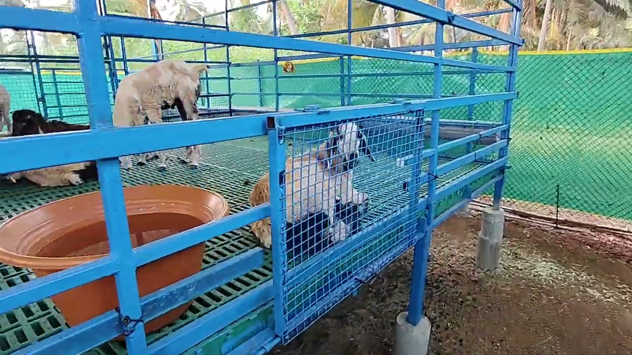 DOCTOR SGF ( SUDHA GOAT FARM)