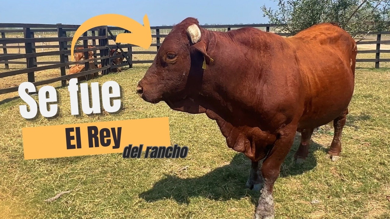 Se fue nuestro semental | Cerramos un ciclo en el rancho, el Rojo deja su legado