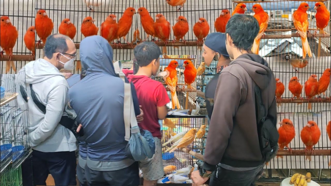 PENARI MERLOK DI JUAL MURAH..OBRAL KENARI HARGA MULAI 50.RIBU..