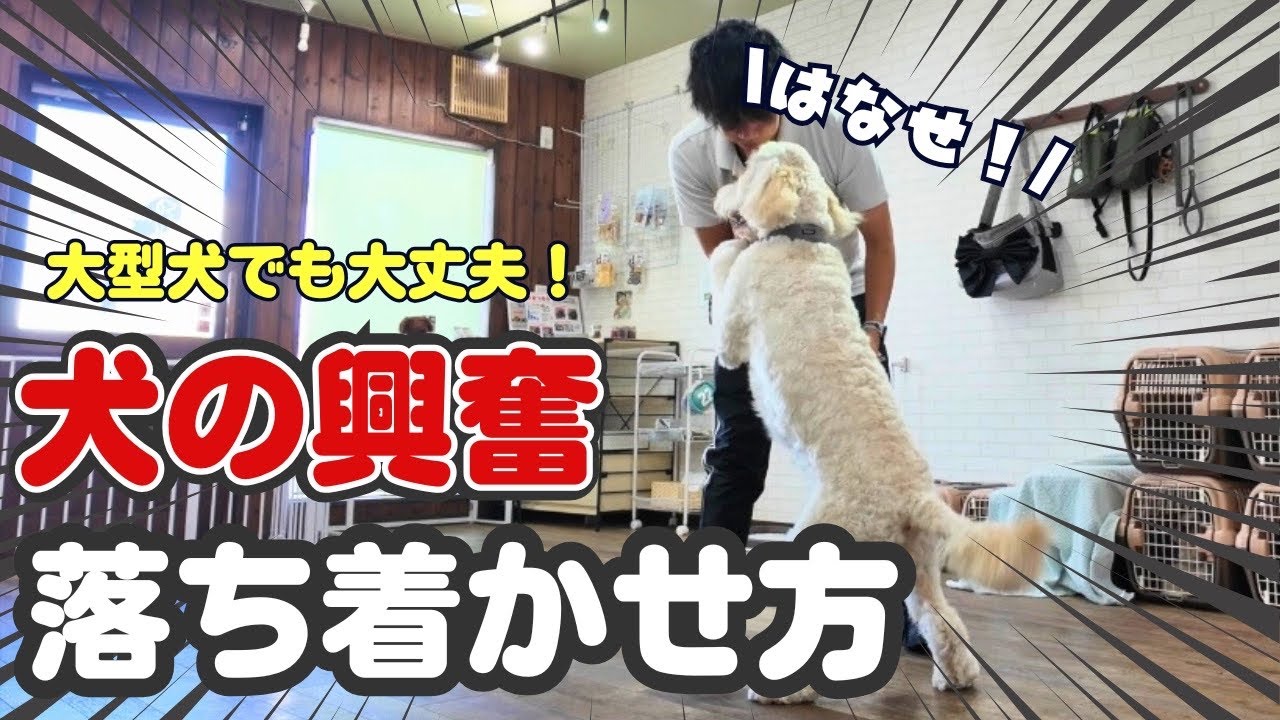 【興奮】大型犬OK！犬の興奮を落ち着かせる方法！