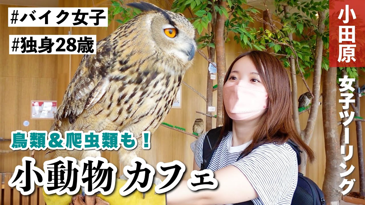 【バイク女子】癒しの小動物カフェでまさかの出会いが…【モトブログ】