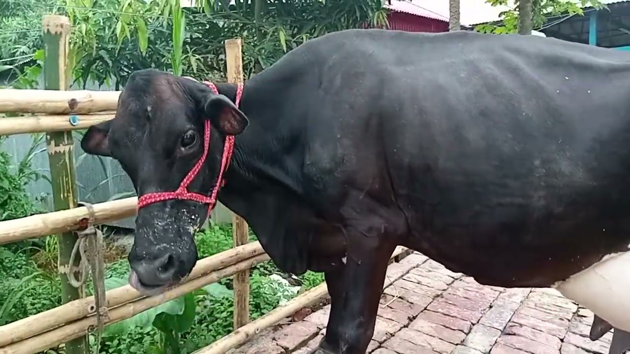 সুলতান কাউন্সিলর এর খামার মানেই সেরা খামার গাভীর জন্য ০১৭৬৫৪৮৯৪২৬ ইমো