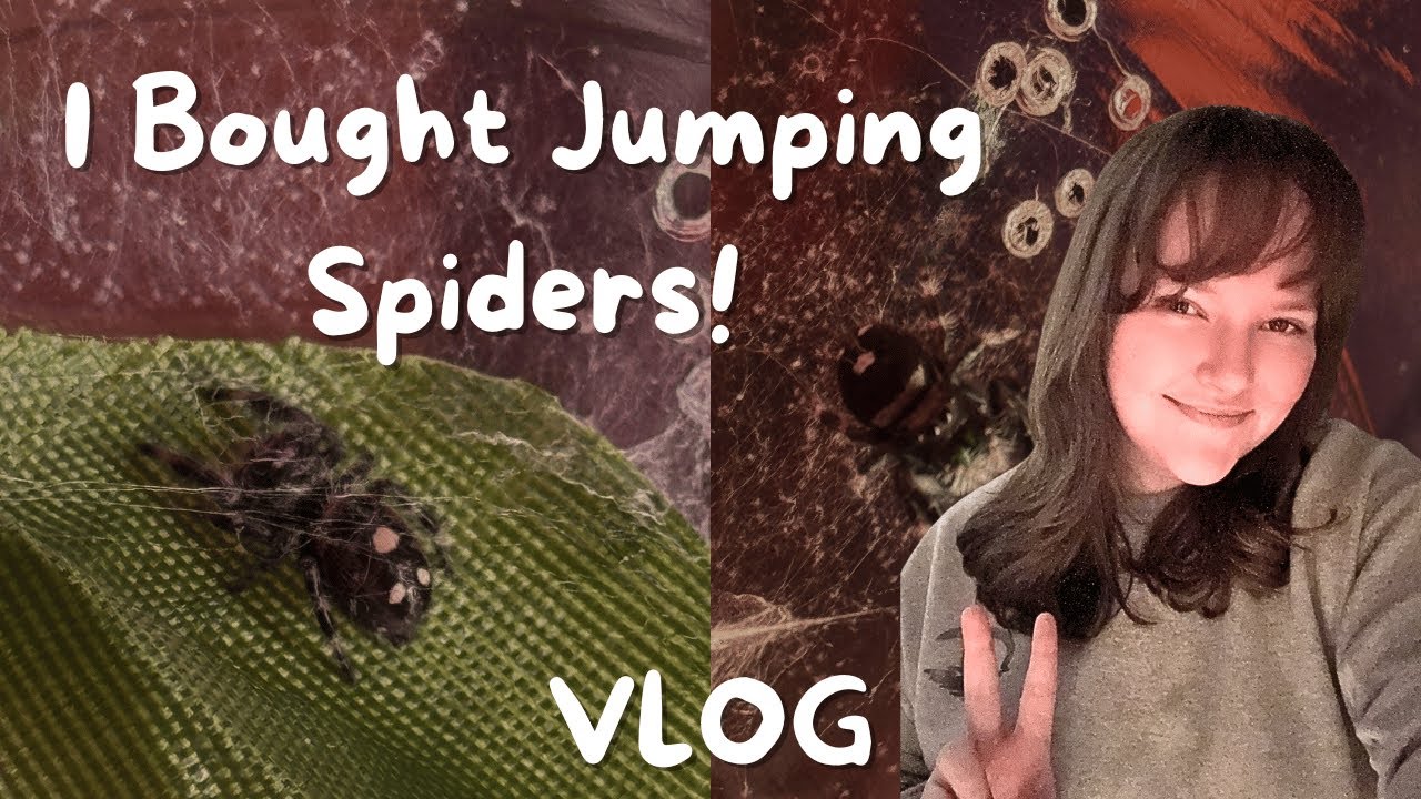 Meet my Jumping Spider Babies! | Enclosure Setup Vlog