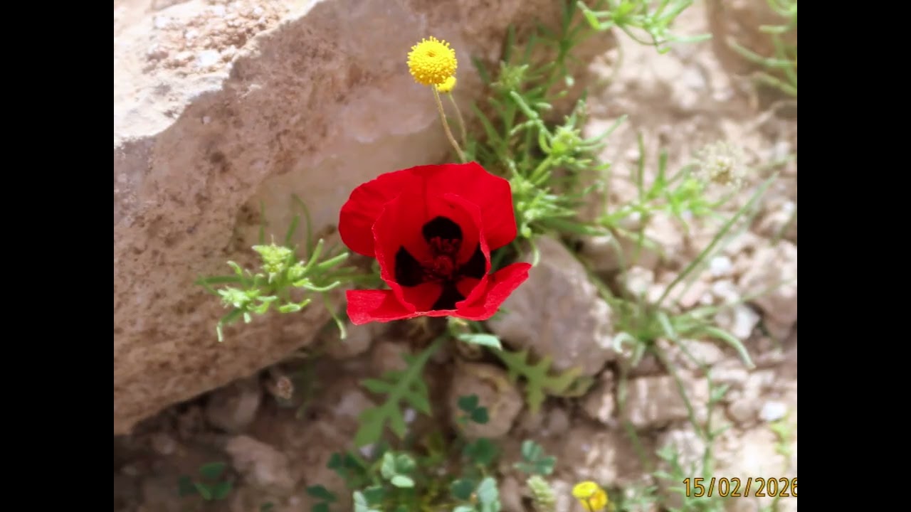 מצוקי דרגות - כתף טור.  תמונות.