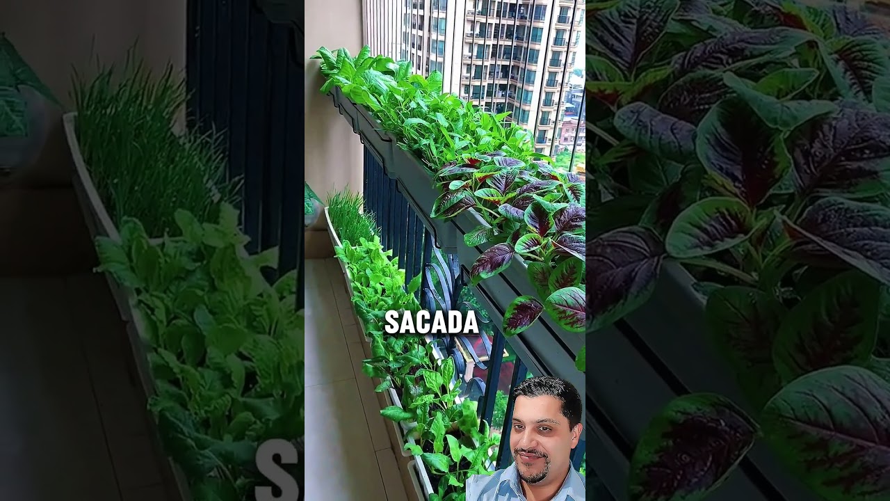 Nossa Horta em Apartamento: Cultivando Sa&uacute;de e Sabor em Casa #horta
