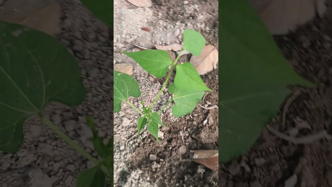 Moraleda beans 1 month old